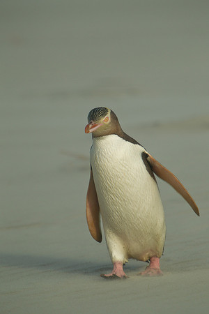 Yellow-eyed penguin 3
