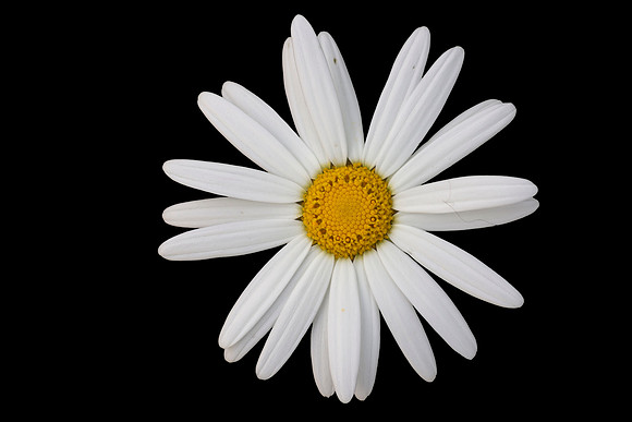 Oxeye daisy 2