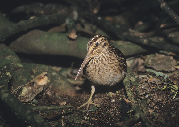 Chatham Island snipe 3