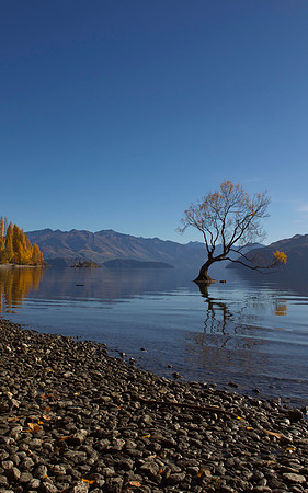 Lone tree of Lake Wanaka 5