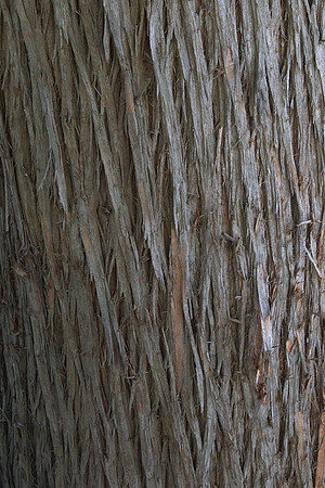 Totara bark 2