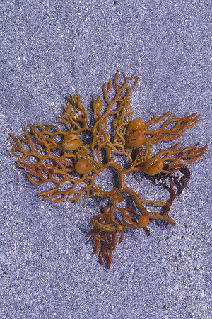 Seaweed in sand