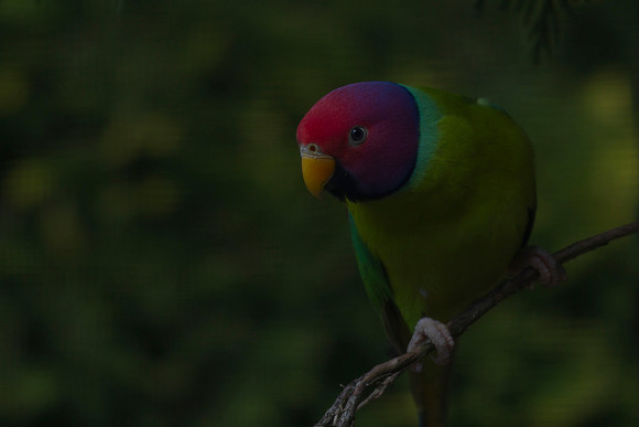 Plum-headed parakeet 1