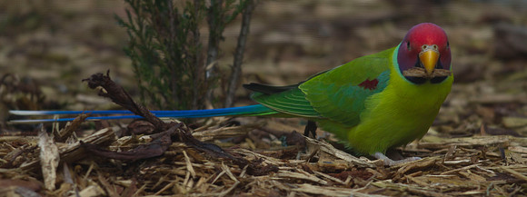 Plum-headed parakeet 2