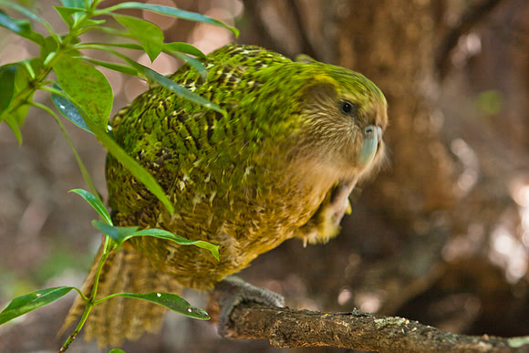 Kakapo 11