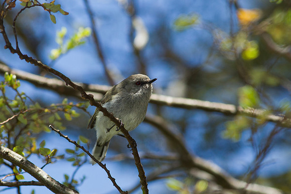 Grey Warbler 1
