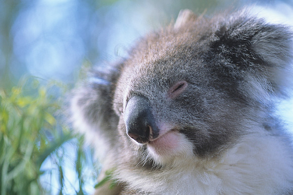 Koala 3