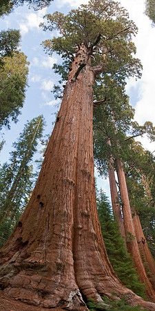 The General Sherman tree 1