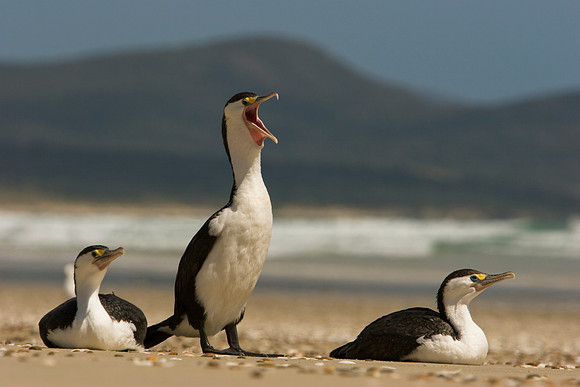 Pied Shag 1