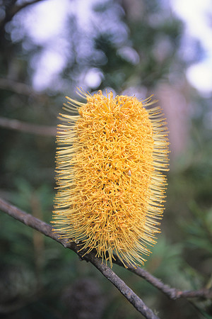Bottlebrush 1