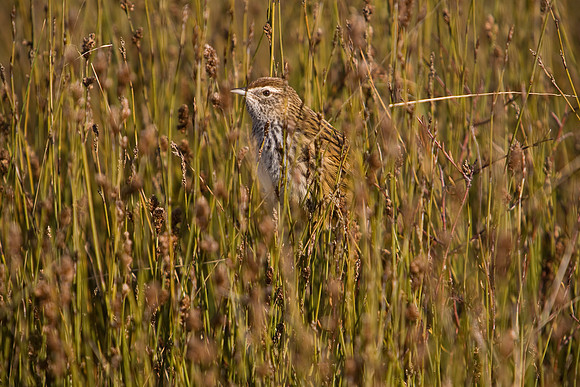 Fernbird 5