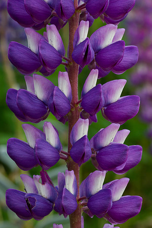 Lupin petals 1