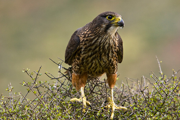 New Zealand Falcon 4