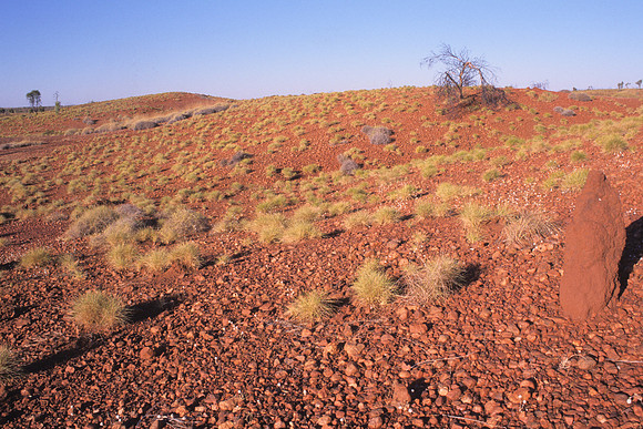 Spinifex landscape