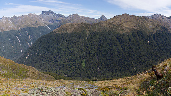 Takahe country on the Dana Faces 1