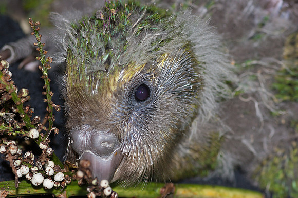 Kakapo conservation efforts, Codfish Island