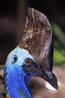 Cassowary 2