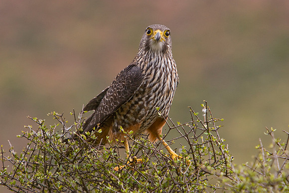 New Zealand Falcon 3