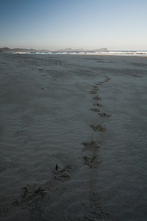 Kiwi tracks across Mason Bay