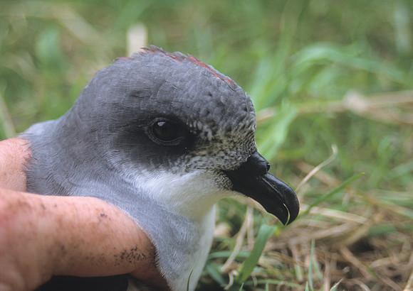 Chatham petrel 3
