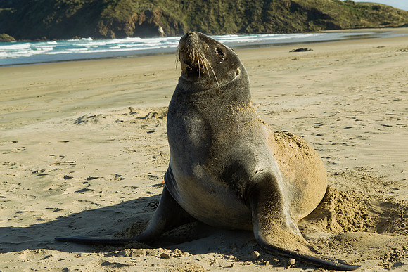 New Zealand Sea Lion 15
