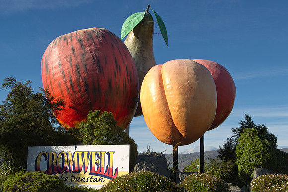 Giant fruit of Cromwell 1