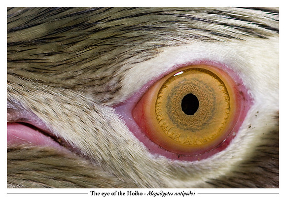 Eye of the Hoiho