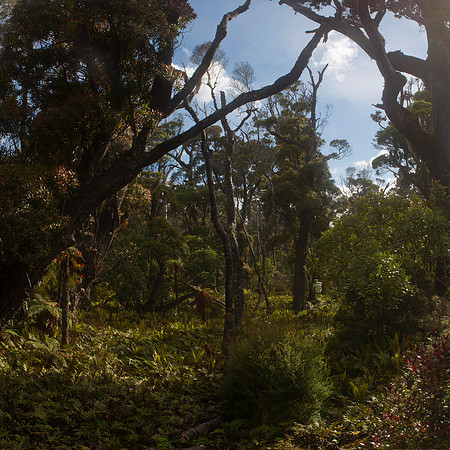 Waitutu Forest 3