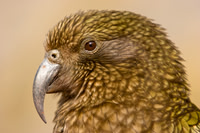 Kea 1