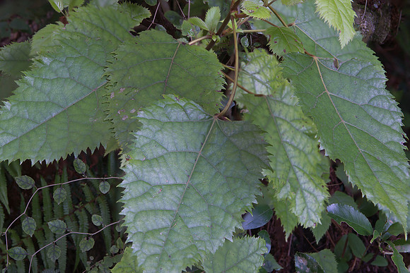 Wineberry leaves 1