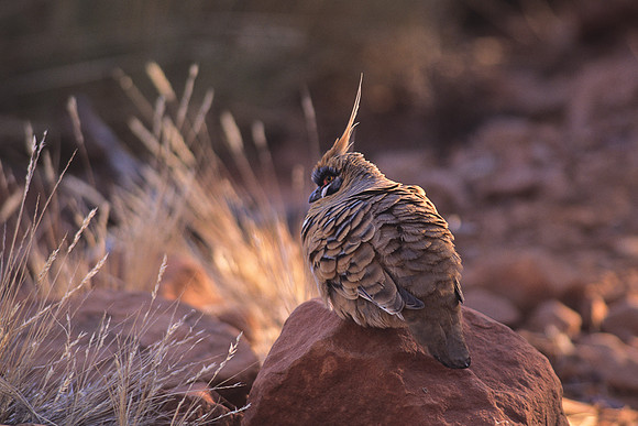 Spinifex Pigeon 3