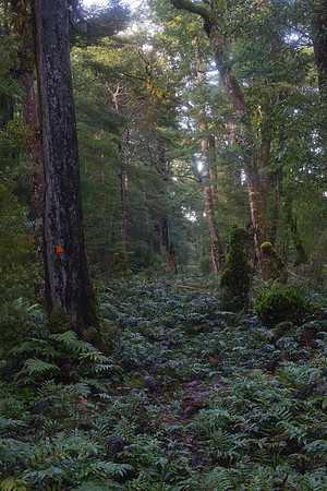 South Coast Track 2