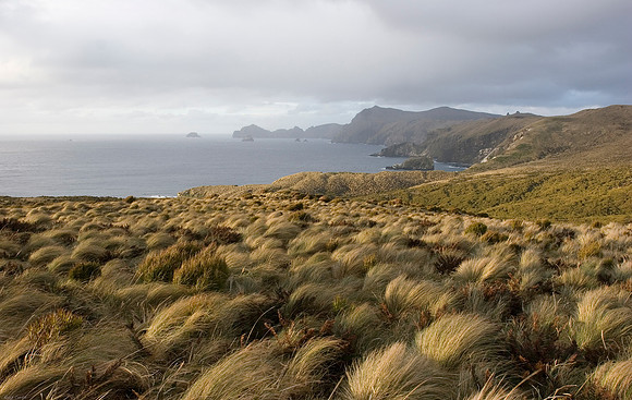 Campbell Island 5