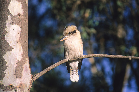 Laughing Kookaburra 2