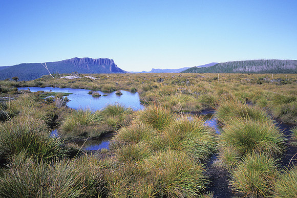 Button grass fields