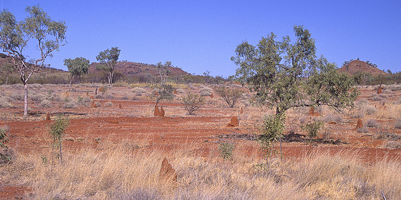 Termite country
