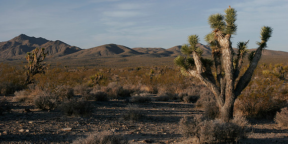 Tough vegetatoin in the Mojave Desert