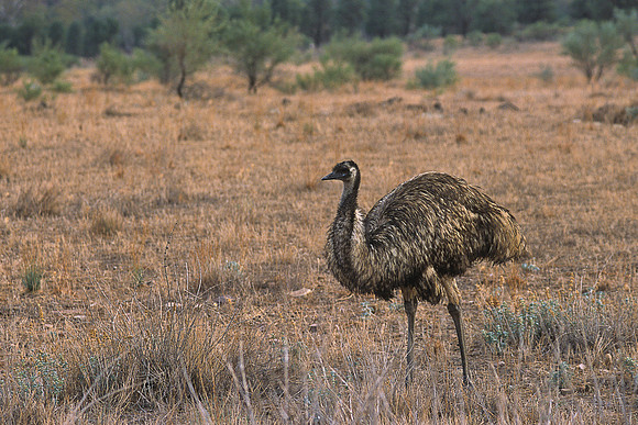Emu at Flinders Ranges 4