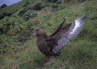 Brown Skua 1