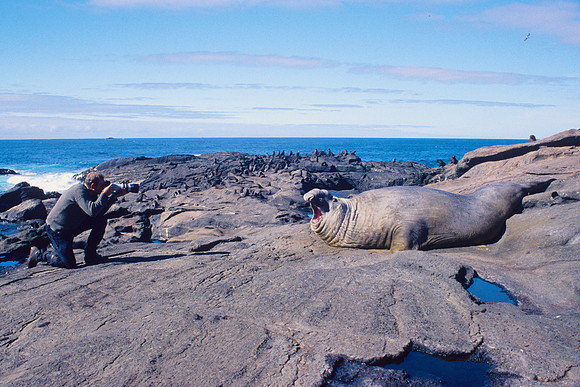 Robin Bush & sea elephant 1