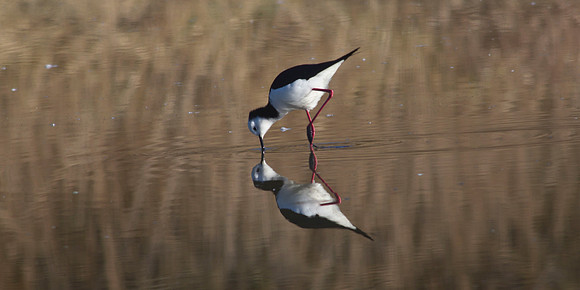 Pied Stilt 3b