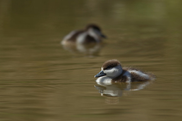 Paradise duckling 15a