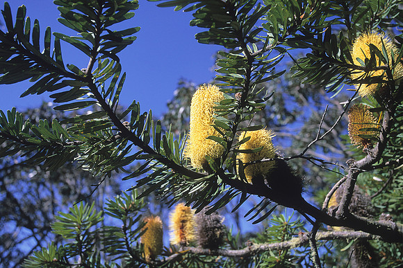 Bottlebrush 2