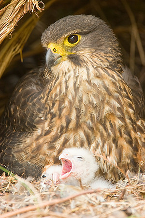 New Zealand Falcon 1
