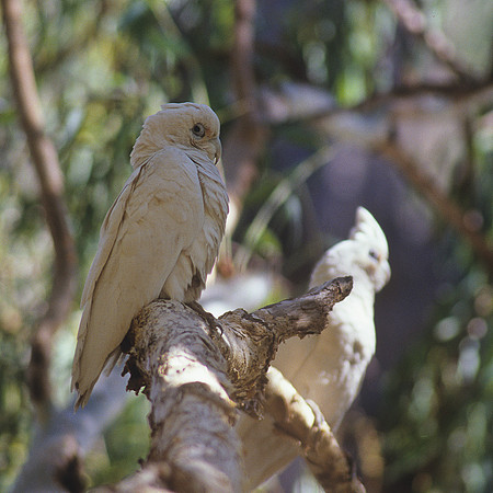 Little Corella 2