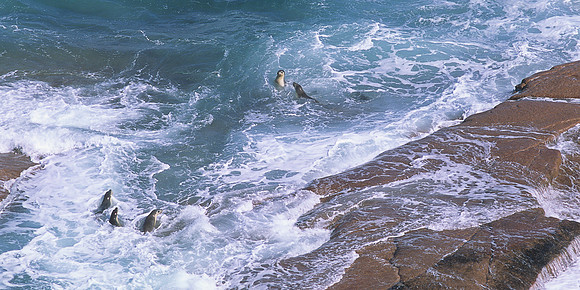 Seals at Point Labatt 2
