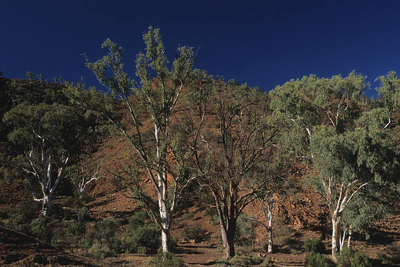 Brachina Gorge 3