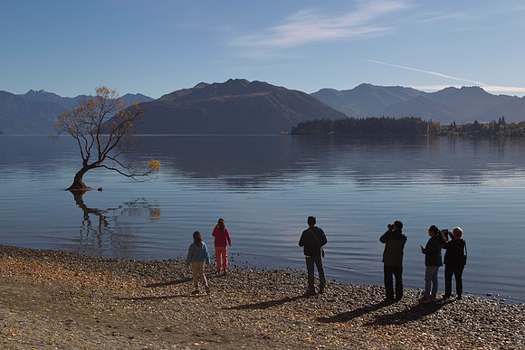 Lone tree of Lake Wanaka 8