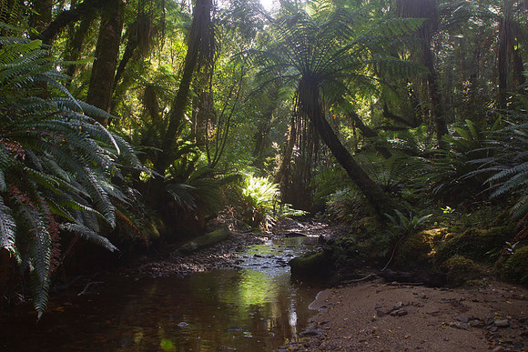 Stream in the Waituna Forest 2
