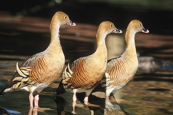 Plumed Whistling Duck 1